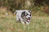 BERGER AUSTRALIEN PUPPIES 208